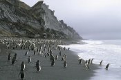 Tui De Roy - Chinstrap Penguins on beach near nesting colony, Deception Island, Antarctica