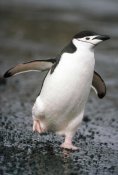 Tui De Roy - Chinstrap Penguin. Deception Island, Antarctica