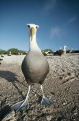 Tui De Roy - Waved Albatross, Hood Island, Galapagos Islands, Ecuador