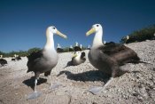 Tui De Roy - Waved Albatrossed on nesting grounds, Galapagos Islands, Ecuador