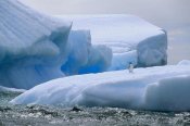 Tui De Roy - Adelie Penguin on iceberg, Paulet Island, Weddell Sea, Antarctica