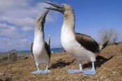 Tui De Roy - Blue-footed Booby couple courting, Galapagos Islands, Ecuador