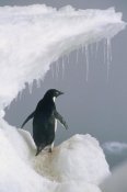 Mark Jones - Adelie Penguin adult, Ross Sea, Antarctica