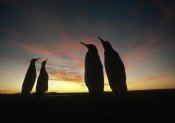Tui De Roy - King Penguins and austral summer sunset, Volunteer Point, Falkland Islands