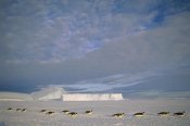 Tui De Roy - Emperor Penguins tobogganing to rookery, Edward VIII Gulf, Antarctica