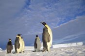Tui De Roy - Emperor Penguin group, Kloa Point, Edward VIII Gulf, Antarctica