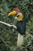 Mark Jones - Sulawesi Red-knobbed Hornbill male in fruiting Fig tree , Sulawesi, Indonesia