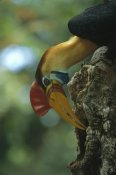 Tui De Roy - Sulawesi Red-knobbed Hornbill male delivering figs to female, Sulawesi, Indonesia