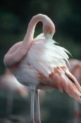 Tui De Roy - Greater Flamingo preening,  Rabida Island, Galapagos Islands, Ecuador