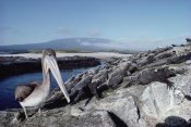 Tui De Roy - Brown Pelican amid colony of Marine Iguanas,  Galapagos Islands, Ecuador