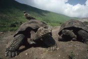 Tui De Roy - Volcan Alcedo Giant Tortoise with Galapagos Hawk, Galapagos Islands
