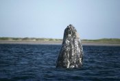 Tui De Roy - Gray Whale adult spy, Magdalena Bay, Baja California, Mexico