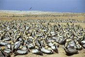 Tui De Roy - Peruvian Pelican nesting colony on Guano Island, Lobos De Afuera, Peru
