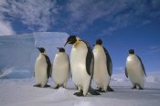 Tui De Roy - Emperor Penguin group, near Ekstrom Ice Shelf, Weddell Sea, Antarctica