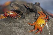 Tui De Roy - Sally Lightfoot Crabs and Marine Iguanas, Galapagos Islands, Ecuador