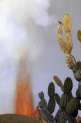 Tui De Roy - Galapagos Mockingbird atop Giant Candelabra Cactus near eruption, Galapagos