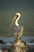 Tui De Roy - Brown Pelican, Urvina Bay, Isabella Island, Galapagos Islands, Ecuador
