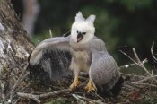 Tui De Roy - Harpy Eagle juvenile in nest taking a threat posture, Amazonian Peru