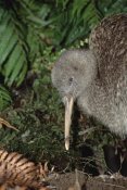 Tui De Roy - Great Spotted Kiwi male in rainforest, New Zealand