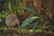 Tui De Roy - Great Spotted Kiwi male in rainforest habitat, New Zealand
