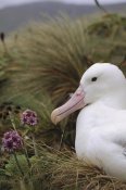 Tui De Roy - Southern Royal Albatross on nest, Campbell Island, New Zealand