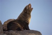 Tui De Roy - Galapagos Fur Seal calling for her pup, Cape Hammond, Galapagos Islands