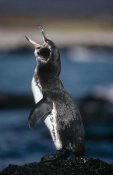 Tui De Roy - Galapagos Penguin, Fernandina Island, Galapagos Islands, Ecuador