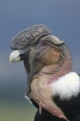 Tui De Roy - Andean Condor male, Cayambe, Ecuador