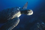 Tui De Roy - Green Sea Turtle, Cousin's Island, Galapagos Islands, Ecuador