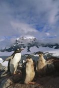 Tui De Roy - Gentoo Penguin with chicks, Port Lockroy, Wiencke Island,  Antarctica