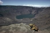 Tui De Roy - Galapagos Land Iguana overlooking caldera, Galapagos Islands, Ecuador