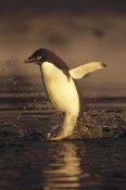 Tui De Roy - Adelie Penguin commuting, Cape Adare, Ross Sea, Antarctica