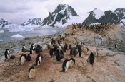 Tui De Roy - Adelie Penguin rookery, Petermann Island, Antarctic Peninsula, Antarctica