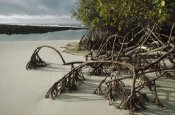 Tui De Roy - Red Mangrove root props growing in sand, Galapagos Islands, Ecuador