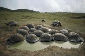 Tui De Roy - Galapagos Giant Tortoises wallowing, Alcedo Volcano, Galapagos