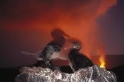 Tui De Roy - Flightless Cormorants against volcanic eruption, Galapagos Islands