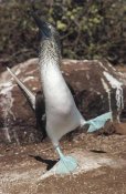Tui De Roy - Blue-footed Booby courtship dance, Punta Suarez, Galapagos Islands, Ecuador