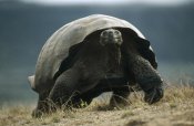 Tui De Roy - Galapagos Giant Tortoise smiling, Alcedo Volcano, Galapagos Islands