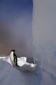 Tui De Roy - Adelie Penguin on sea ice, Possession Island, Antarctica