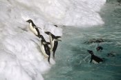 Tui De Roy - Adelie Penguin group leaping ashore, Foyn Island, Antarctica