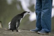 Tui De Roy - Chinstrap Penguin inspecting tourist, Deception Island, Antarctica