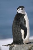 Tui De Roy - Chinstrap Penguin , Half Moon Island, South Shetland Islands, Antarctica