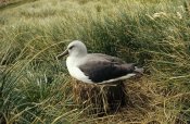 Tui De Roy - Grey-headed Albatross nesting, Diego Ramirez Island, Chile