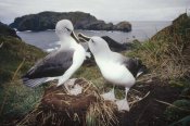 Tui De Roy - Grey-headed Albatrosses courting at nest, Diego Ramirez Island, Chile