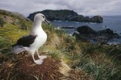 Tui De Roy - Grey-headed Albatross at nest, Diego Ramirez Island, Chile