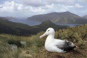 Tui De Roy - Southern Royal Albatross on tussock grass nest, Campbell Island, New Zealand