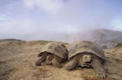 Tui De Roy - Galapagos Giant Tortoises near steaming fumaroles, Alcedo Volcano, Galapagos