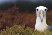 Tui De Roy - Waved Albatross portrait, Galapagos Islands, Ecuador