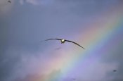 Tui De Roy - Waved Albatross soaring through rainbow, Galapagos Islands, Ecuador