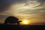 Tui De Roy - Galapagos Giant Tortoise at sunrise on caldera rim, Alcedo Volcano, Galapagos